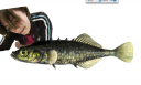 Spikey little Stickleback