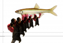 Giving an Emerald Shiner
